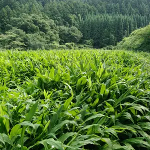 山の恵み。大洞のミョウガです。