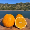 紅河内晩柑&河内晩柑　栽培期間中に農薬、化学肥料不使用　柑橘セット