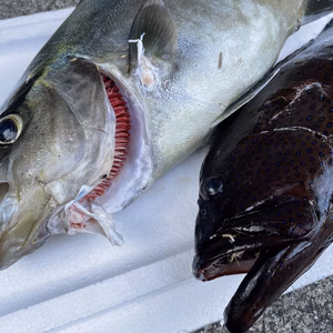 【魚突き】アオノメハタ1.0kg、ヒレナガカンパチ1.5kg 鱗、内臓処理済