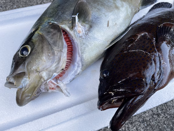 【魚突き】アオノメハタ1.0kg、ヒレナガカンパチ1.5kg 鱗、内臓処理済