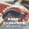 鮮度抜群！ニッコウイワナ (生)
