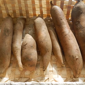 見た目と食べたギャップがすごい！農薬＆肥料不使用（無農薬・無肥料）栽培のヤーコン