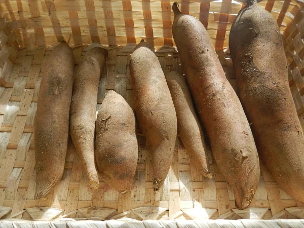 無肥料•無農薬栽培！えがおファームのニコニコヤーコン1kg