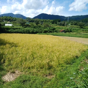 亀の尾　天日干し　玄米（自然栽培　栽培期間中　肥料・農薬不使用）