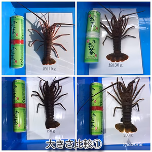 訳あり　活伊勢海老 約110g〜130g×1匹〜  各数量あり