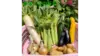 月1回 定期便【旬の新鮮野菜】笑顔あふれる野菜BOX 7種類以上ボリュームセット