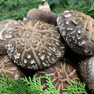 品格椎茸。