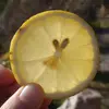 自然の中でのびのび育った山レモン1kg/ノーワックス、農薬:栽培期間中不使用