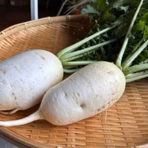 奥出雲産自然栽培源助だいこん(1.5kg)