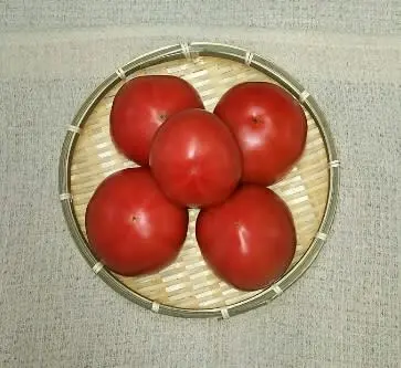 ＪＡＳ認証・有機栽培の完熟トマト５個とミニトマト「アイコ」500ｇのセット