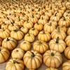 ハロウィン飾り用【小ぶり・30％off】プッチィーニかぼちゃセット