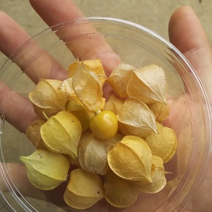 まるでフルーツ 食用ホオズキ 農薬 化学肥料不使用 農家漁師から産地直送の通販 ポケットマルシェ