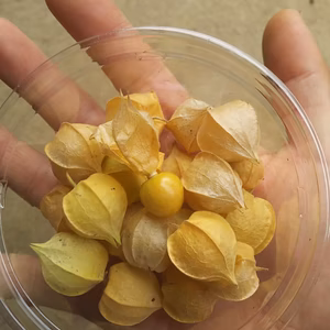 斎藤様専用　まるでフルーツ！！ 食用ホオズキ！ 農薬 化学肥料不使用