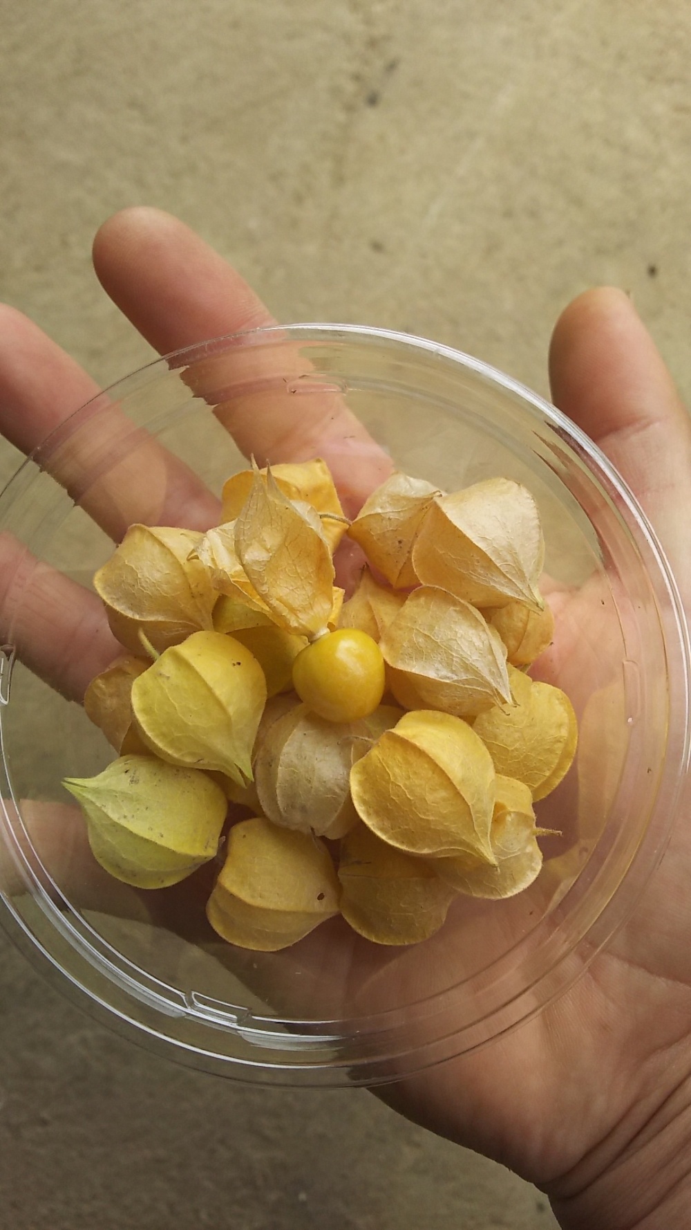 まるでフルーツ 食用ホオズキ 農薬 化学肥料不使用 やさいやねこのて 農家漁師直送のポケットマルシェ