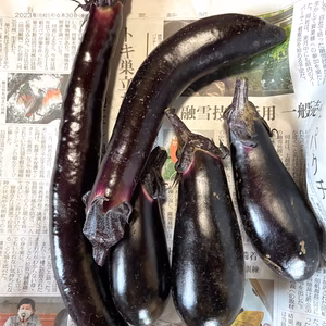 農薬不使用 夏野菜セット　採れたてを箱いっぱいにお入れしてお送りします