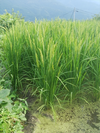 自然栽培・天日干し　2020年度　米（旭）玄米　無農薬・無肥料・無除草剤