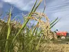 【限定商品】農薬・肥料不使用の種籾米　種もみ米　5kg