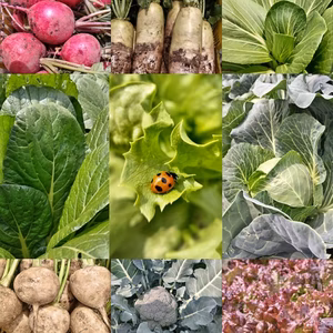 【毎週・火曜発送】朝採り！無農薬無化学肥料　信州伊那谷★旬の野菜セット定期便