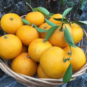 農薬・化学肥料不使用・夏みかん(5kg)収穫→即発送 酸っぱいのがお好きな方に
