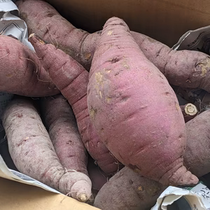 【農薬不使用】さつまいも（紅はるか）