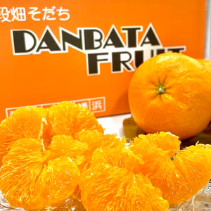 【贈答品】甘熟！段畑育ち「甘平」約8〜12玉