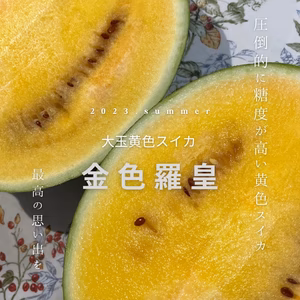 圧倒的糖度　黄色いスイカ『金色羅皇』M〜2L