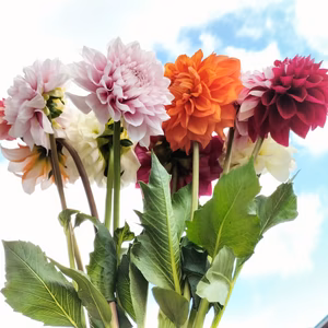 ダリア 彩り鮮やか！心が華やぐ麗しき花！