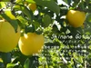 【コシヒカリ＆りんごジャムセット】りんご農家が作ったお米とジャム・長野県飯綱町産