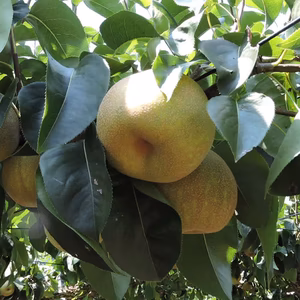 朝採れ完熟梨化粧箱入り