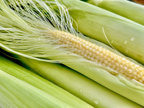 [信州産] 旬の朝採り！ナウでヤングなコーン