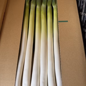 シャキシャキ甘い　長ネギ【夏扇パワー】2L 20本