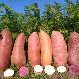 【サツマイモ】【新じゃが】【人参】セット　5ｋｇ