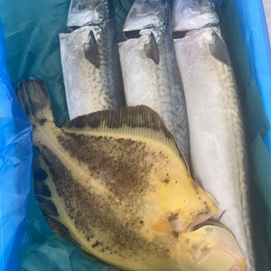 本日水揚げ‼️船上神経〆鮮魚ガチャ❗️1〜2人用　エラ、内蔵処理　