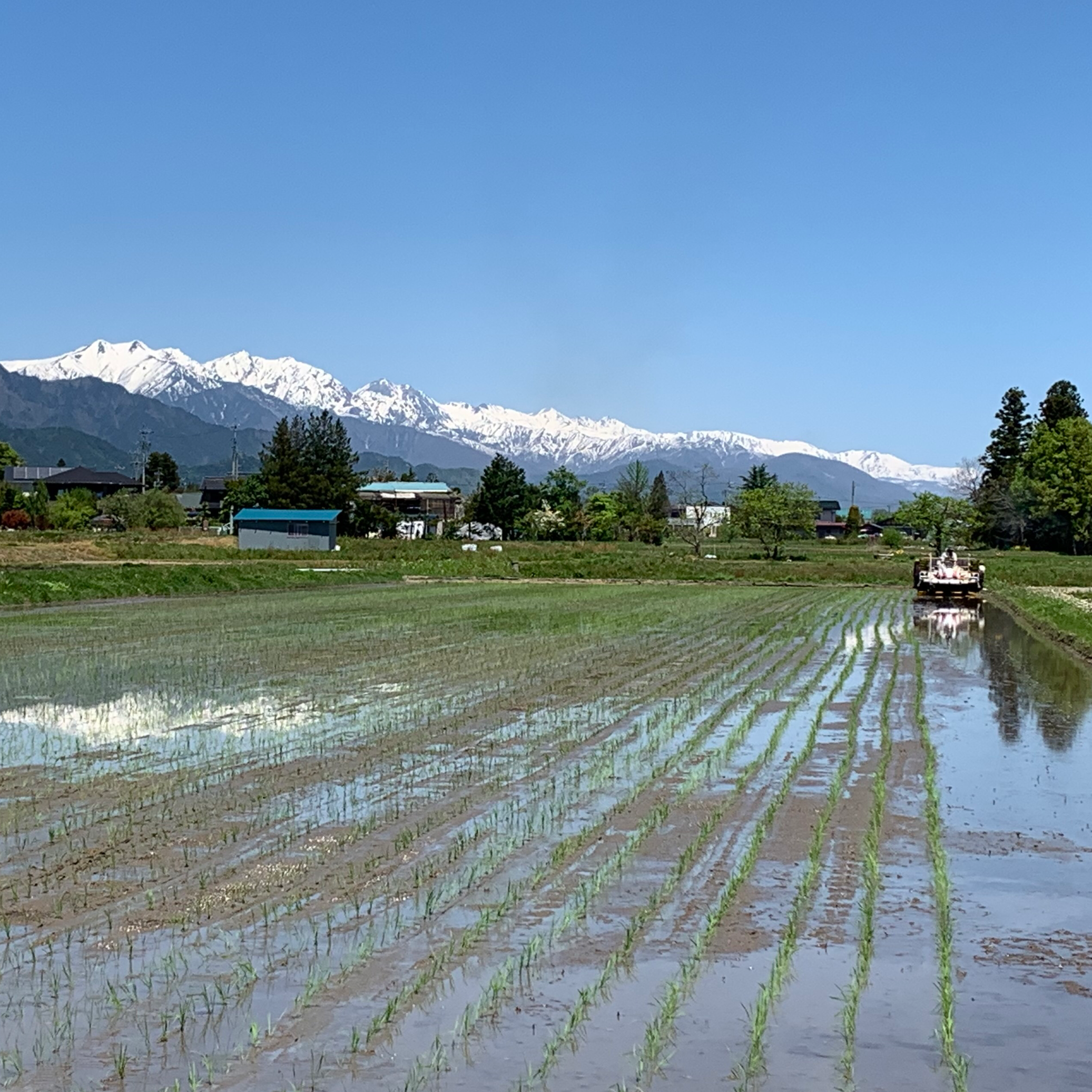 旬の果物・野菜・魚介をお　取り寄せ　新米・令和5年産【コシヒカリ白米　2kg一等米】安曇野産自家製｜米・穀類の商品詳細｜ポケットマルシェ｜産直(産地直送)通販