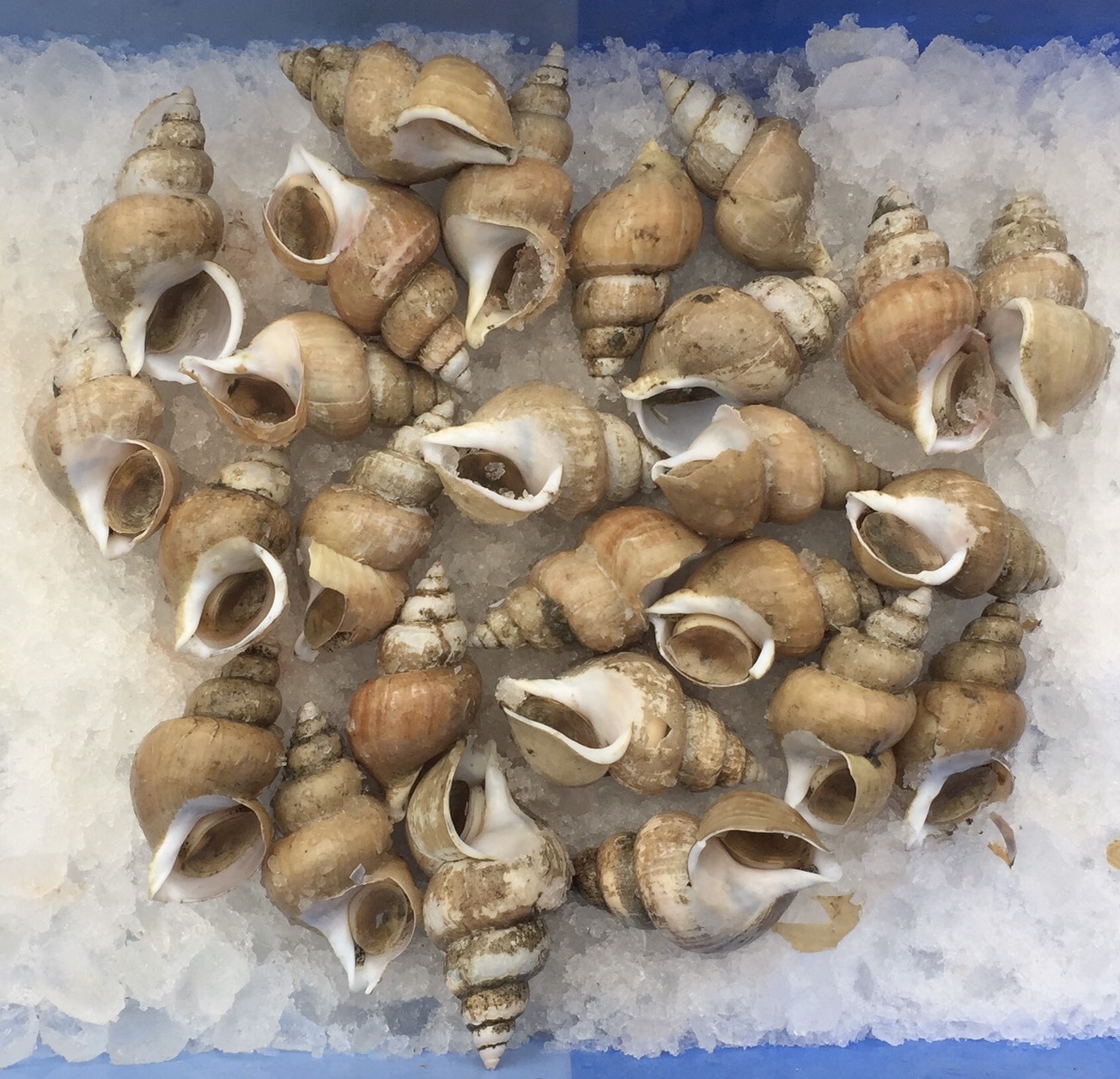 バイ貝10㎏ 楽天市場】バイ貝（貝類｜魚介類・水産加工品）：食品の通販
