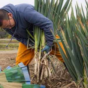 長ネギ　Lサイズ　5kg