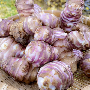 【産地直送！】宮城県産 紅菊芋 キクイモ 栽培中農薬不使用 採れたてお届け