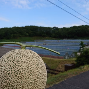 足守メロン　アールスメロン 1玉 特別玉