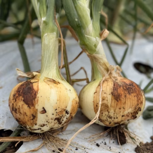 【期間限定】フルーツ玉ねぎ　3kg　熊本県産