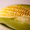 甘さが口の中でハジける！真夏の黄色い宝石「富士河口湖町産のとうもろこし」