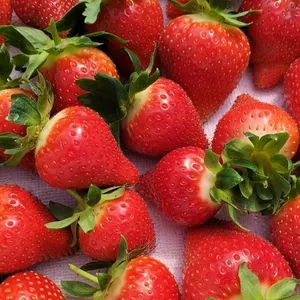 イチゴ 完熟で香り高い！ <揺りかごパック>