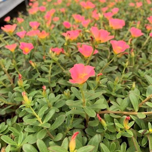 【訳あり】ポーチュラカの花苗10.5ｃｍポット× 24ポット