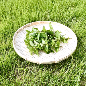 モヒート発祥の本場キューバのミント！モヒートミント フレッシュ50ｇ