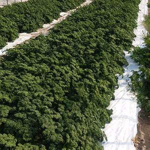 【ミネラルたーっぷり！★免疫力UP】パセリ(業務用・家庭用)※送料別