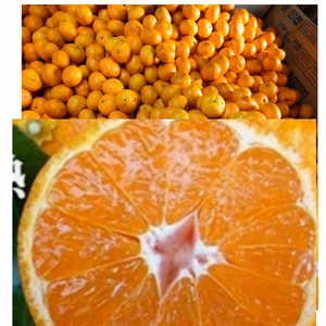 樹上木熟【日南】懐かしい味わい❢プチ甘小粒ちゃん❢優品【２S 】