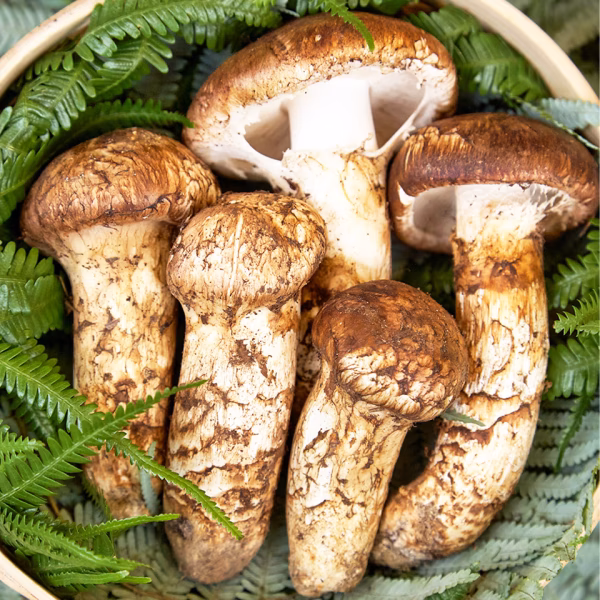 岩手県田野畑村産 希少天然松茸 約100g