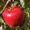 ☆季節のおまかせりんごセット☆【家庭用2～15kg】長野県産りんご