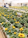 【初めまして出荷　南東北～中部地方限定】元気いっぱい！　ヒマワリの鉢花