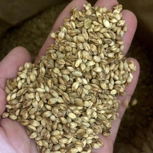 農薬・肥料不使用の裸麦（玄麦）1kg