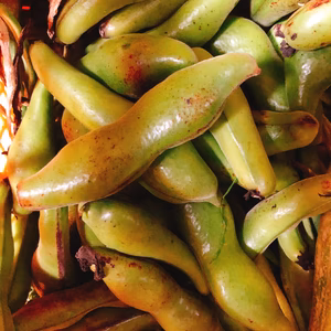 そら豆　３kg